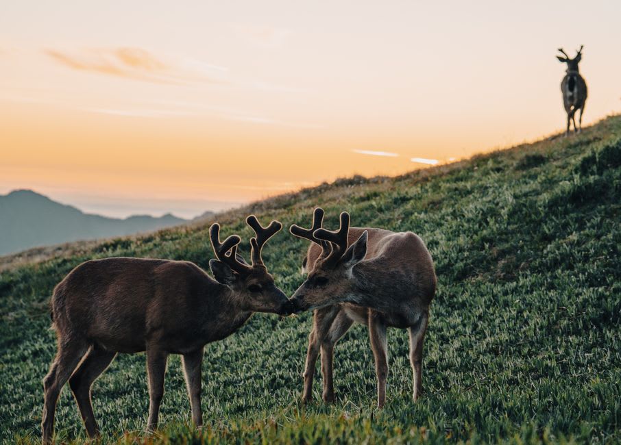Elk grazing on a hillside at Sullys Hill National Game Preserve near Devils Lake, North Dakota