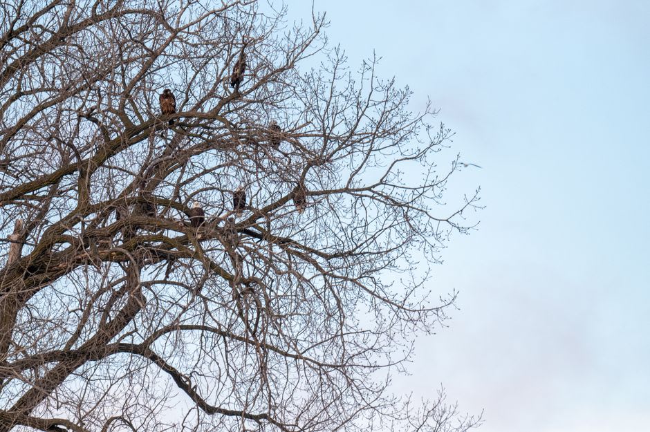 A bald eagle perched in a bare cottonwood tree above Lake Fremont near Fremont, Nebraska