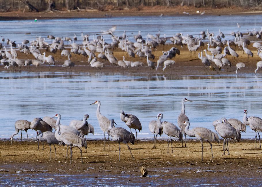 Sandhill cranes roosting on a sandbar in the Platte River near Grand Island, Nebraska