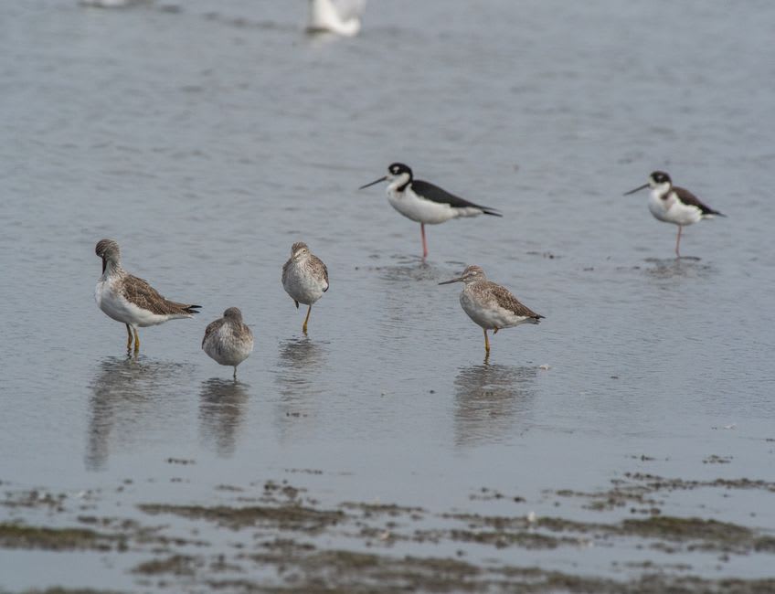 Flocks of shorebirds wading through the shallow marsh waters of Cheyenne Bottoms at sunrise near Great Bend, Kansas
