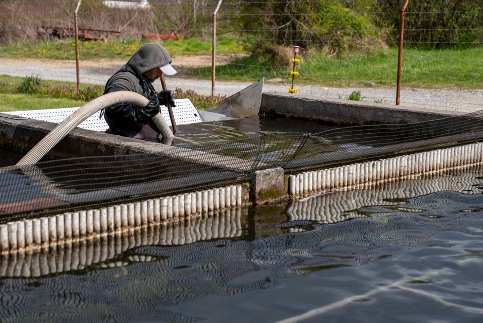 A rearing pond and historic buildings at the Guttenberg State Fish Hatchery in Iowa