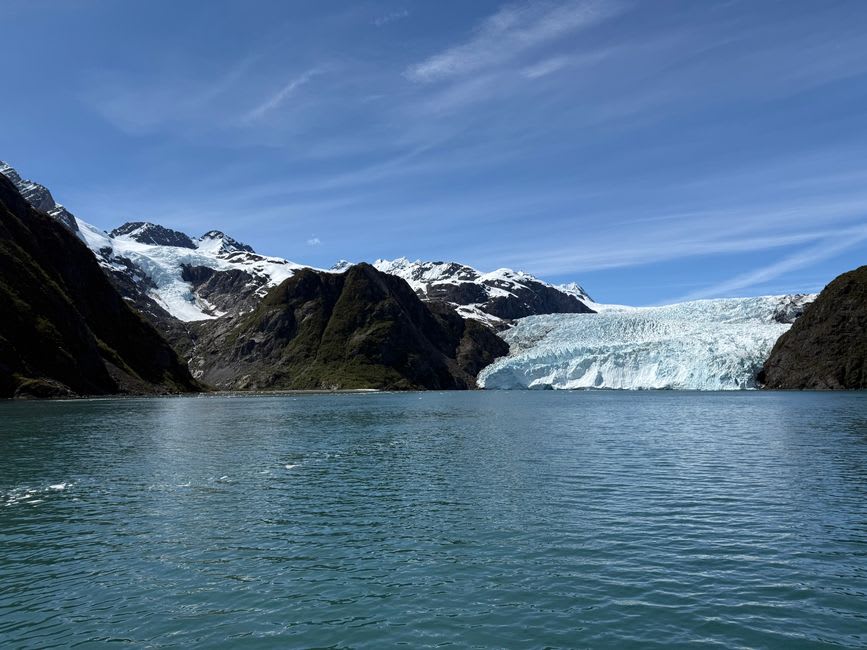 Sea otters floating on their backs in the cold green water of Kenai Fjords