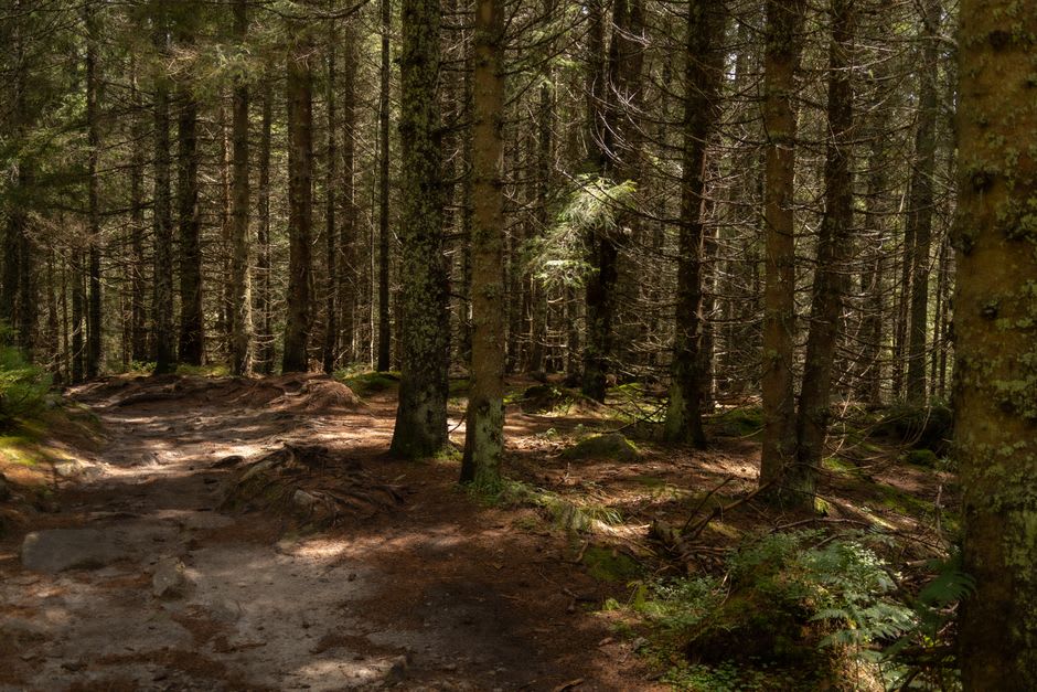 Sunlight filtering through dense hemlock forest along a hiking trail near Ligonier, Pennsylvania