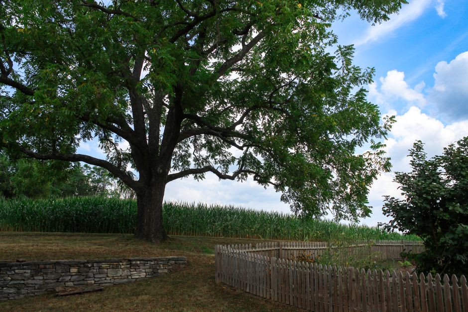 A weathered stone wall running along farmland with corn fields in Little Compton, Rhode Island