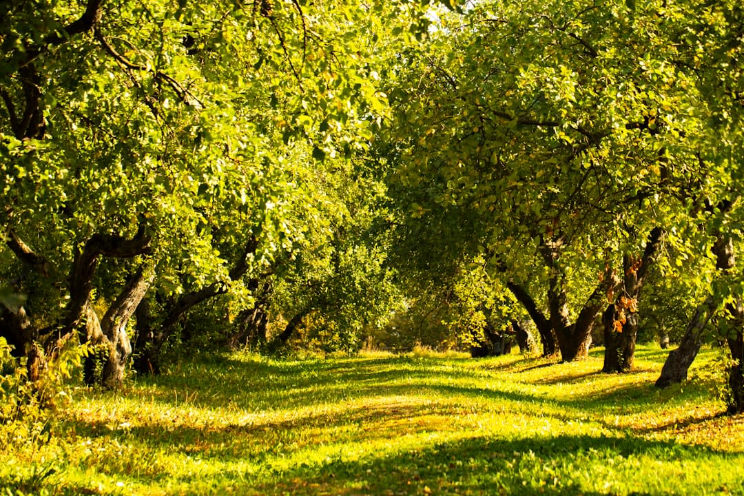 Rows of apple trees in an orchard on the outskirts of Martinsburg, West Virginia