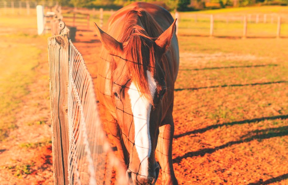 Thoroughbred horses grazing behind white plank fences on a farm outside Midway, Kentucky