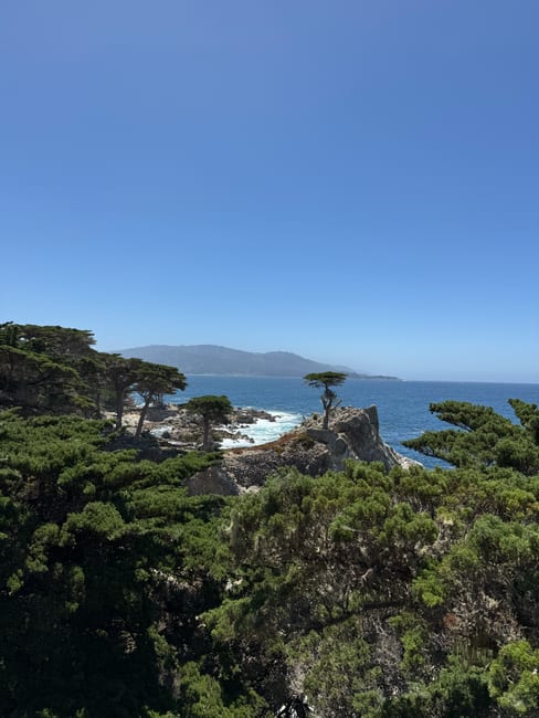 Wind-bent Monterey cypress trees on a rocky headland shrouded in coastal fog