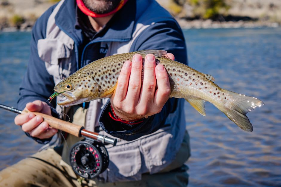 A rainbow trout being released back into the cold, clear Norfork River near Mountain Home, Arkansas