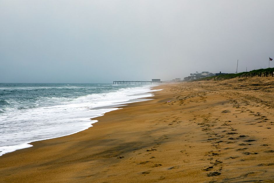 Wild mustangs grazing among the sea oats on the empty beach north of Corolla