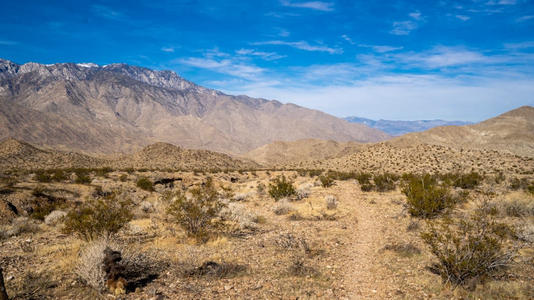 A dense grove of shaggy native fan palms lining a stream in Palm Canyon at the Indian Canyons near Palm Springs