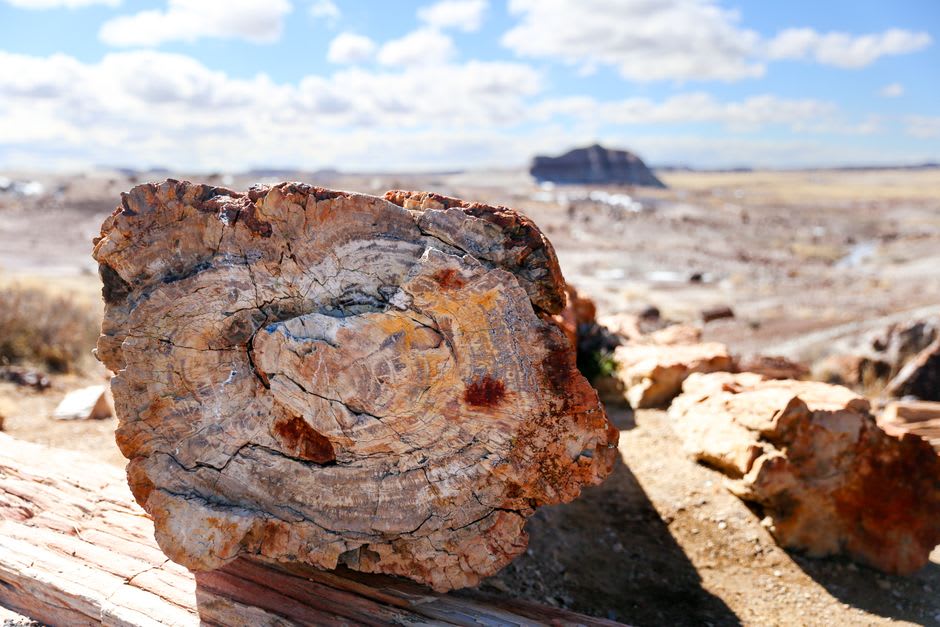 A large petrified log broken into clean segments, its interior glinting red and white