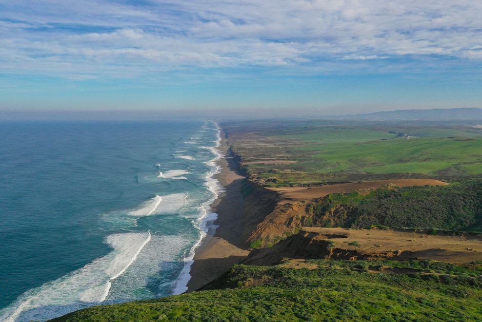 Tule elk grazing the coastal grassland of Tomales Point with the Pacific and Tomales Bay on either side