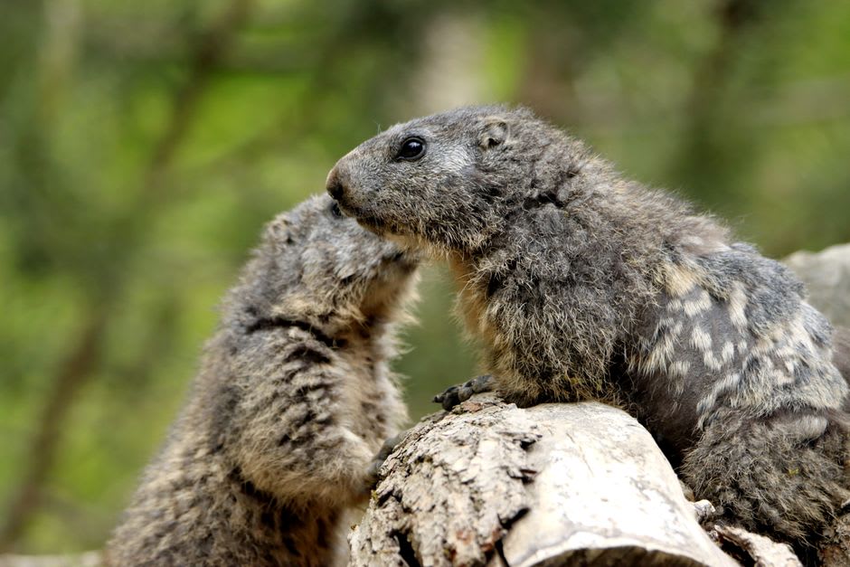 Punxsutawney Phil resting inside his glass-fronted burrow enclosure at the Punxsutawney, Pennsylvania library
