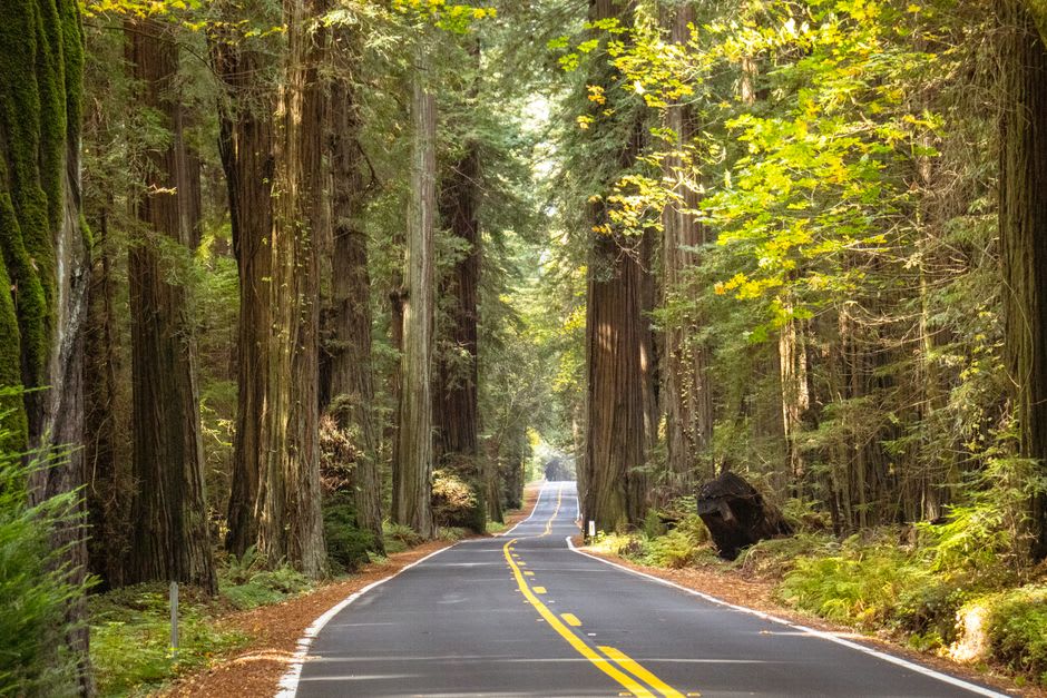 Footpath winding through towering redwoods and ferns in a misty grove
