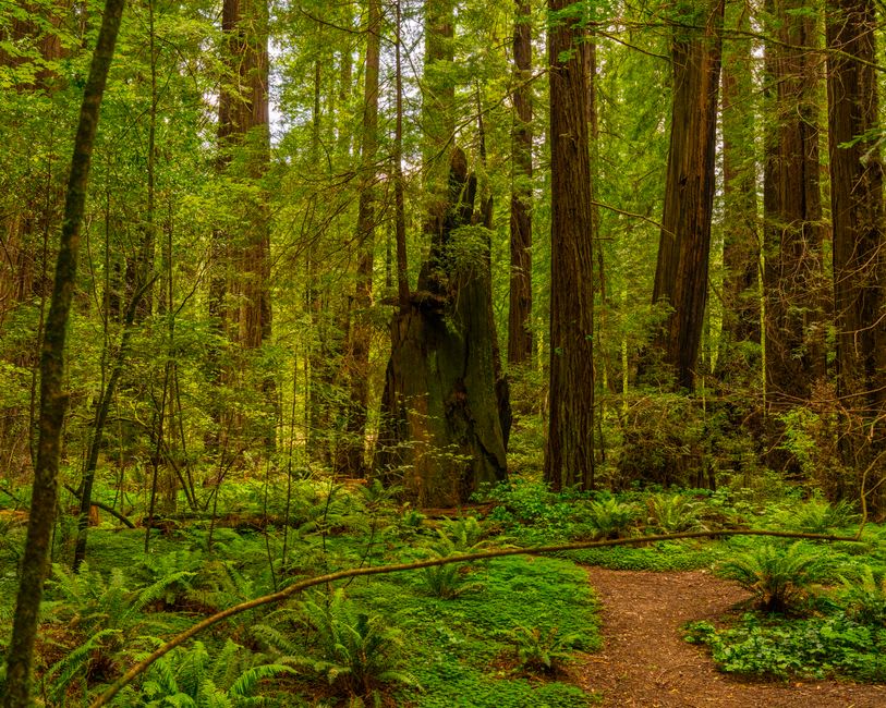 The lush vertical fern-covered walls of Fern Canyon