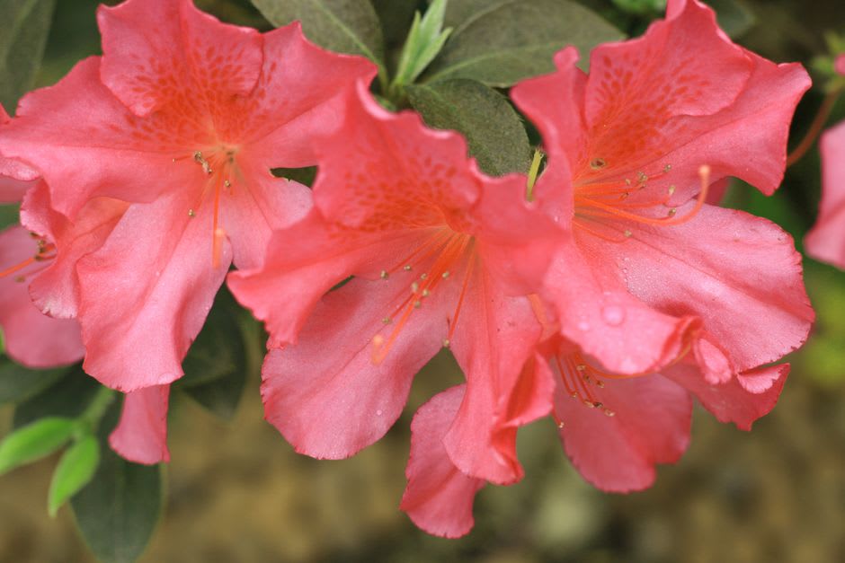 Azaleas and a reflecting pool at Glencairn Garden in Rock Hill, South Carolina