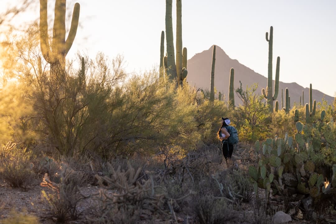 Silhouetted saguaro cacti with upraised arms against an orange and violet desert sunset sky