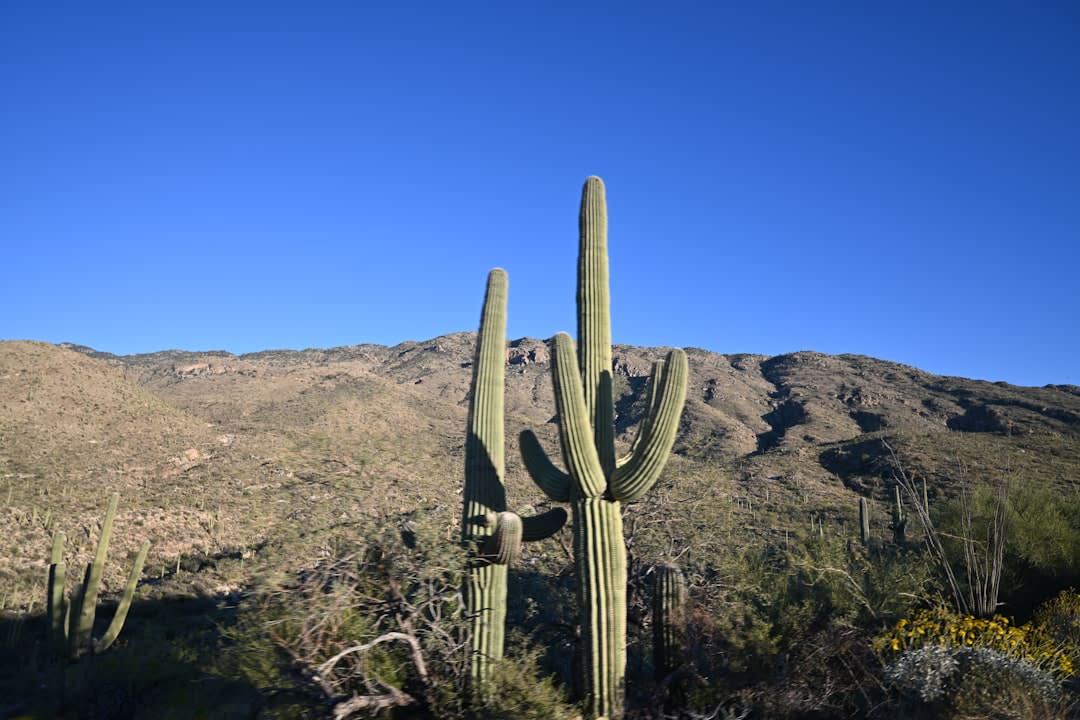 Ancient spiral petroglyphs carved into dark desert-varnished boulders at Signal Hill, saguaros below