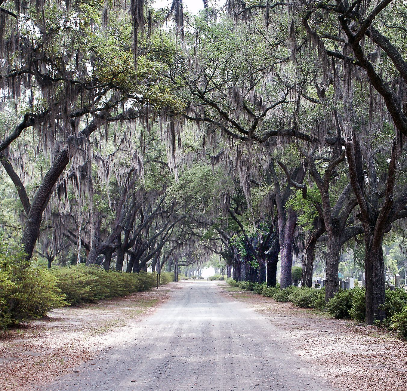 Spanish moss hanging from live oaks at Bonaventure Cemetery, morning light filtering through the branches