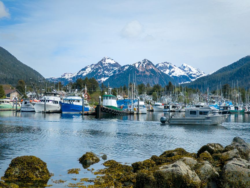 A bald eagle perched above the water with Mount Edgecumbe rising across the sound near Sitka