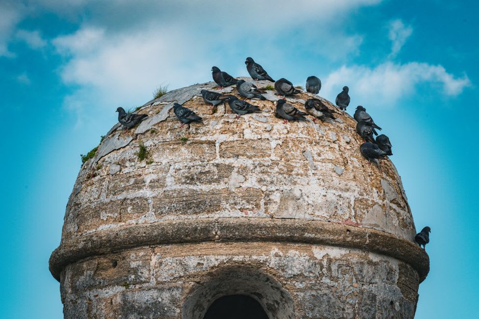 The coquina walls and cannon of the Castillo de San Marcos at golden hour