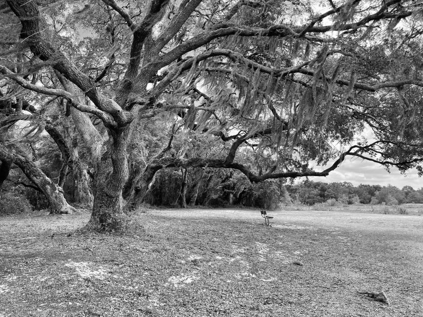 The sprawling branches and Spanish moss of the historic Evangeline Oak in St. Martinville, Louisiana