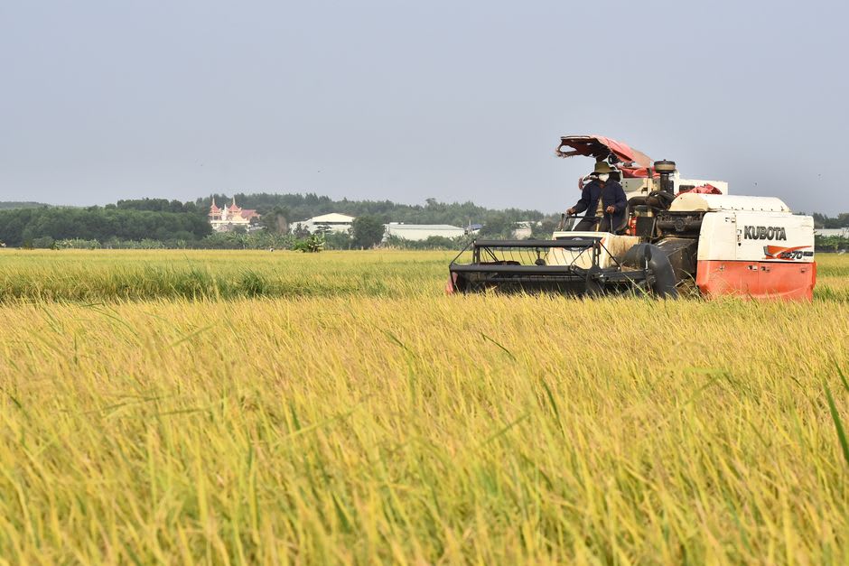Combines harvesting golden rice fields on the flat Grand Prairie outside Stuttgart, Arkansas