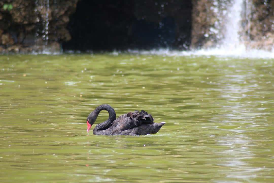 Cypress trees and a black swan on the still water of Swan Lake Iris Gardens in Sumter, South Carolina