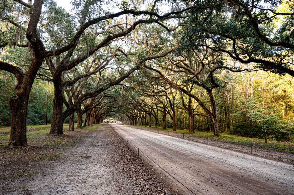 Sunlight filtering through the mossy oak canopy over a quiet country road