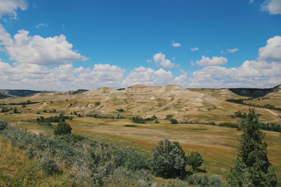 A large bison standing beside the park road in Theodore Roosevelt National Park with badland buttes and prairie stretching behind it