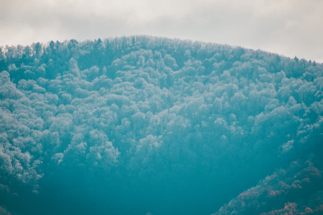 Mist rising over the Blackwater Canyon near Thomas, West Virginia at dawn