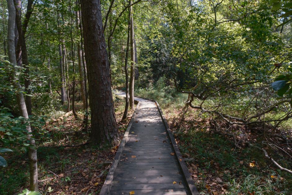 Boardwalk trail through cypress trees at the Great Swamp Sanctuary in Walterboro, South Carolina
