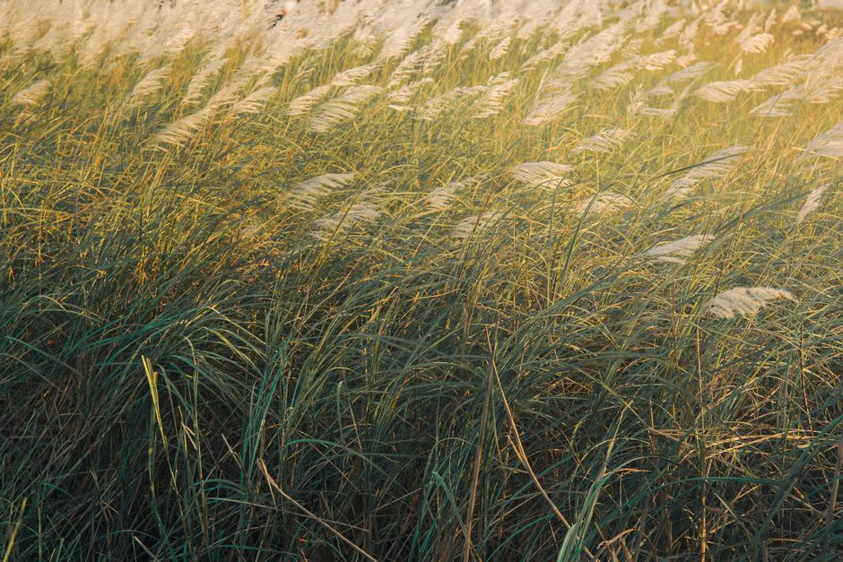 Restored tallgrass prairie grasses swaying near the Hoover presidential gravesite in West Branch, Iowa