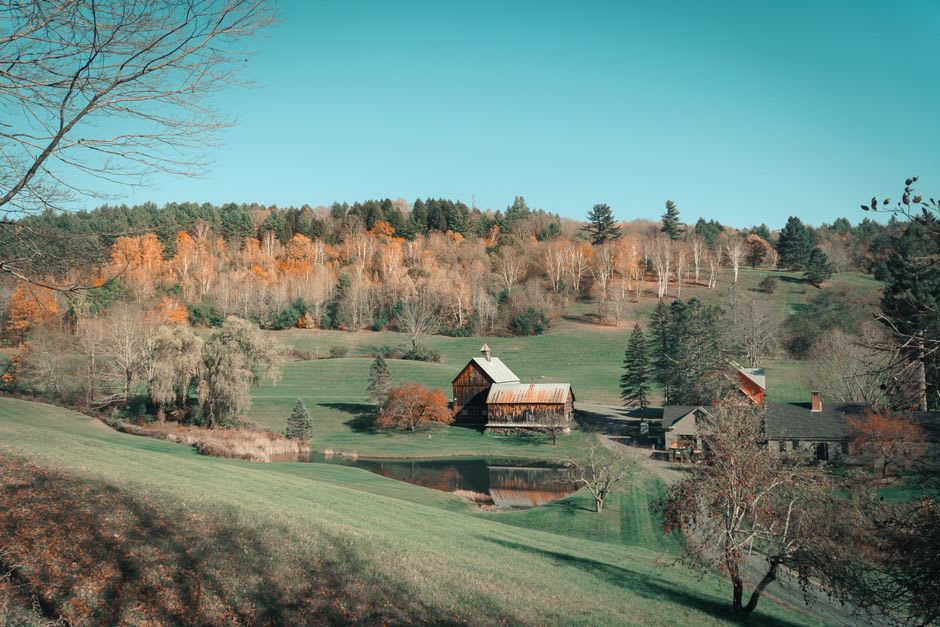 Jersey cows grazing on a green hillside at Billings Farm near Woodstock