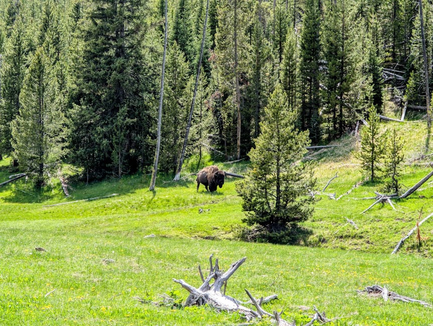 A herd of bison crossing a misty meadow in Yellowstone at dawn