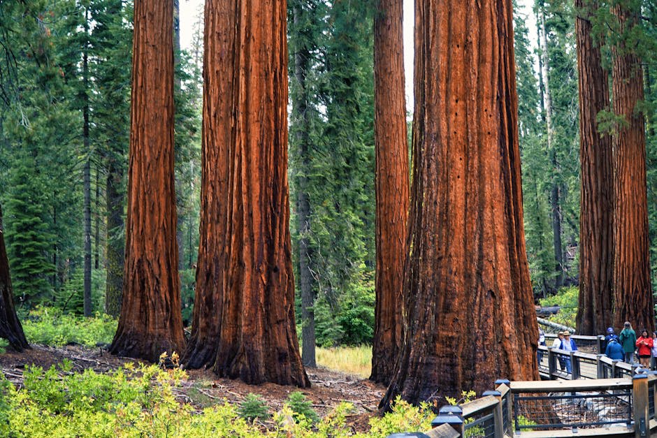 Ancient sequoia trees towering in a sunlit forest grove
