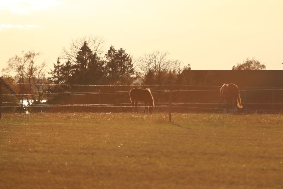 White board fences and grazing horses on a farm at sunset outside Zionsville, Indiana