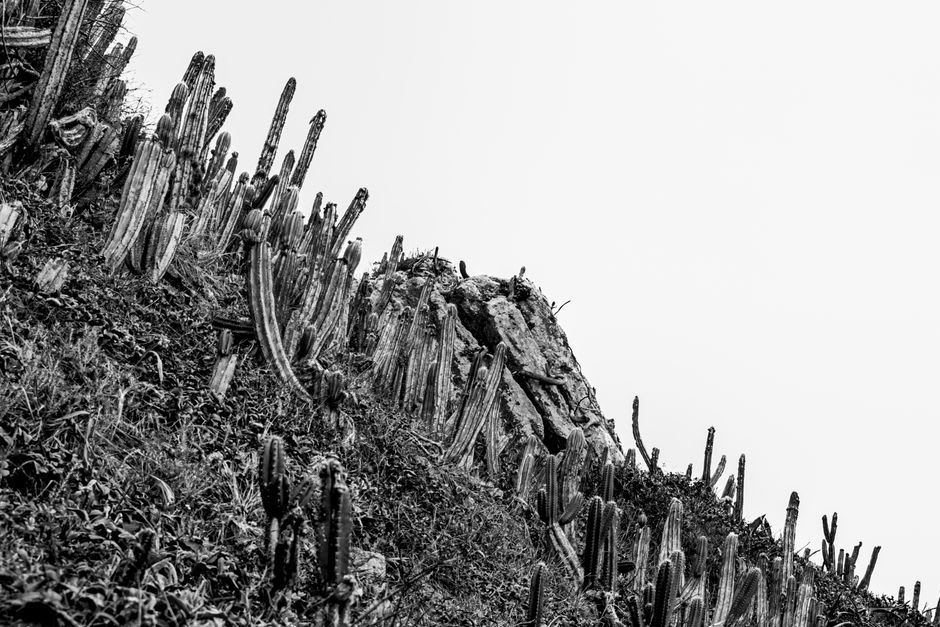 The dry, cactus-studded hillside of Point Udall's East End with the Caribbean Sea in the distance