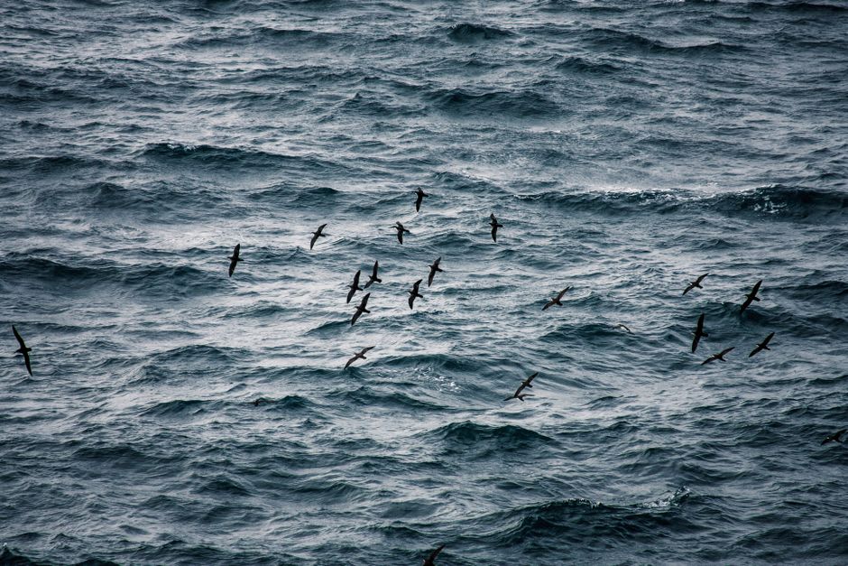 Thousands of short-tailed shearwater seabirds circling at dusk above Griffiths Island near Port Fairy