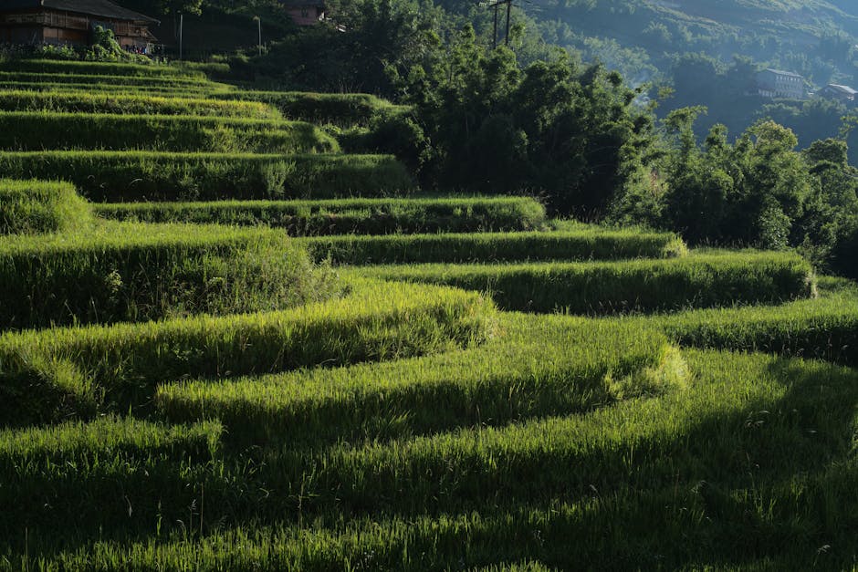Scenic view of green rice terraces in Lao Cai under sunlight