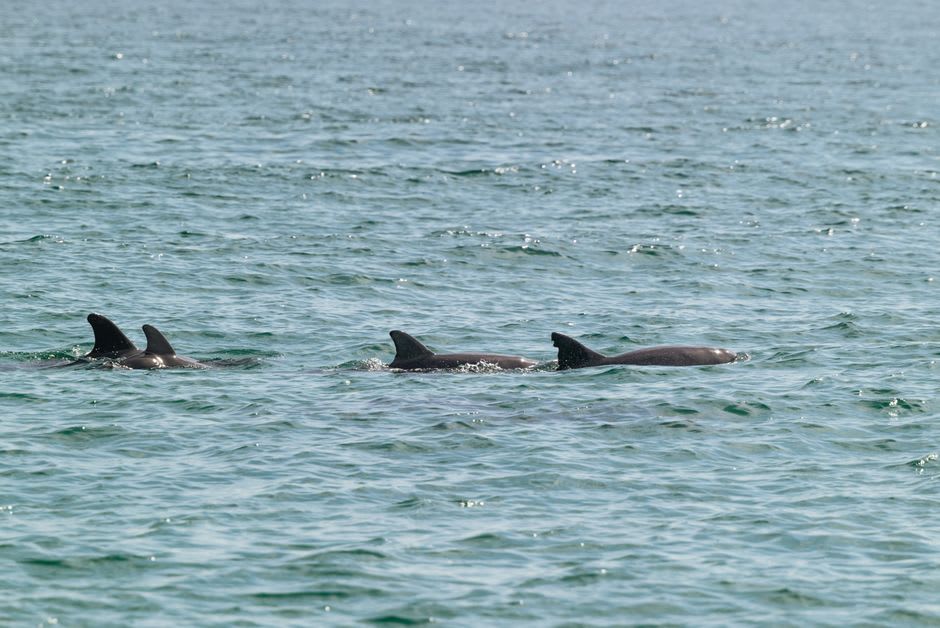 Tourists standing in shallow water watching wild dolphins approach the shore at Monkey Mia