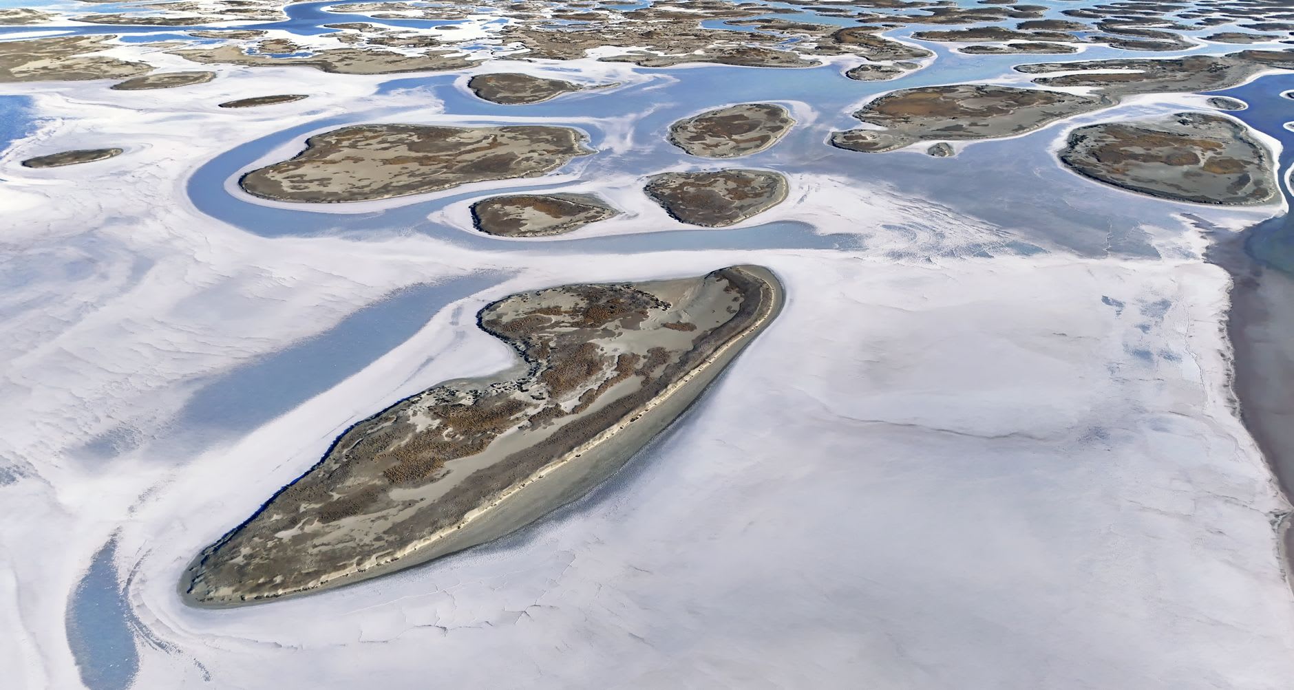Low Arctic tundra covered in moss and small wildflowers stretching to a grey sea horizon