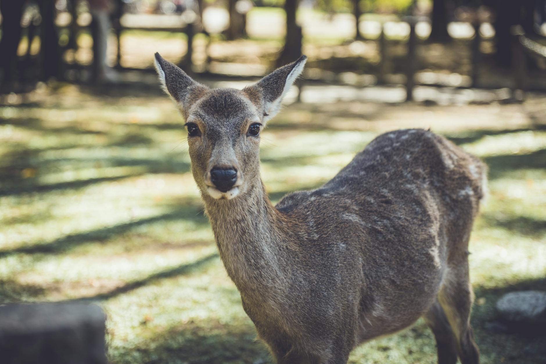 Sika deer in Nara Park with temple buildings in the background