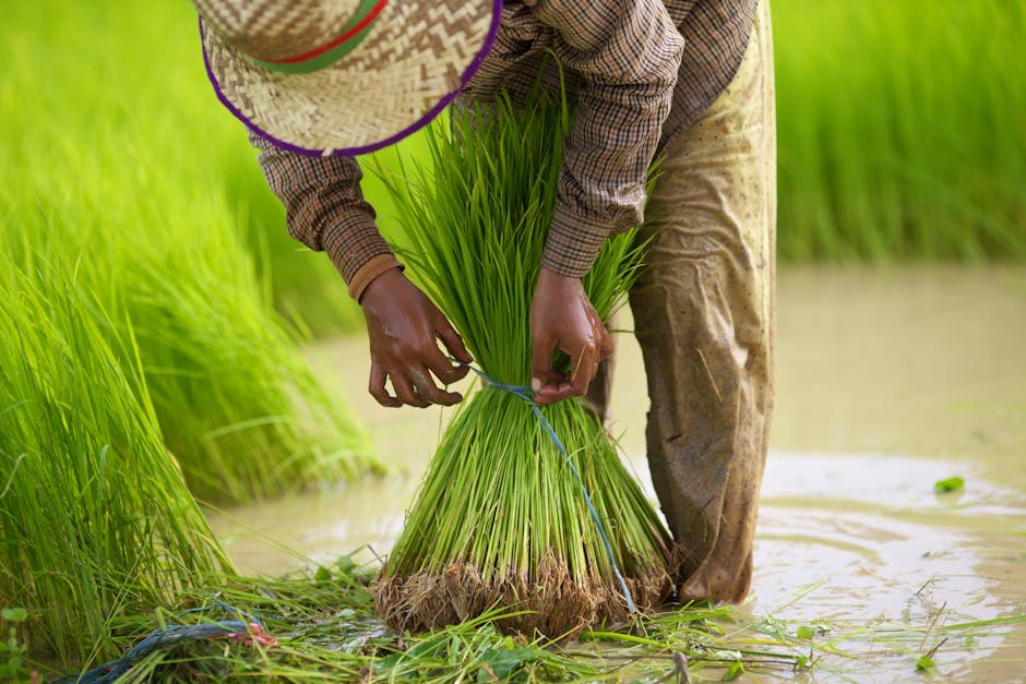Lush green rice paddies stretching toward distant temples in the Cambodian countryside
