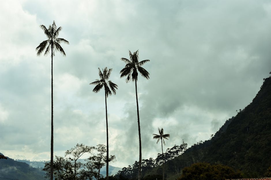 Towering wax palms rising from green pastures in the Cocora Valley