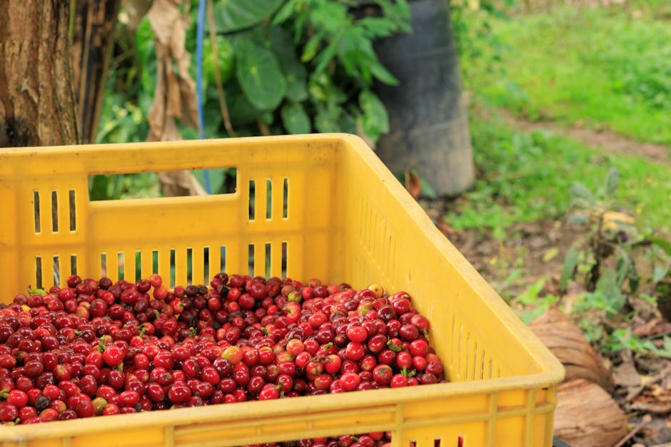 Coffee plants with ripe red cherries growing on a Colombian finca
