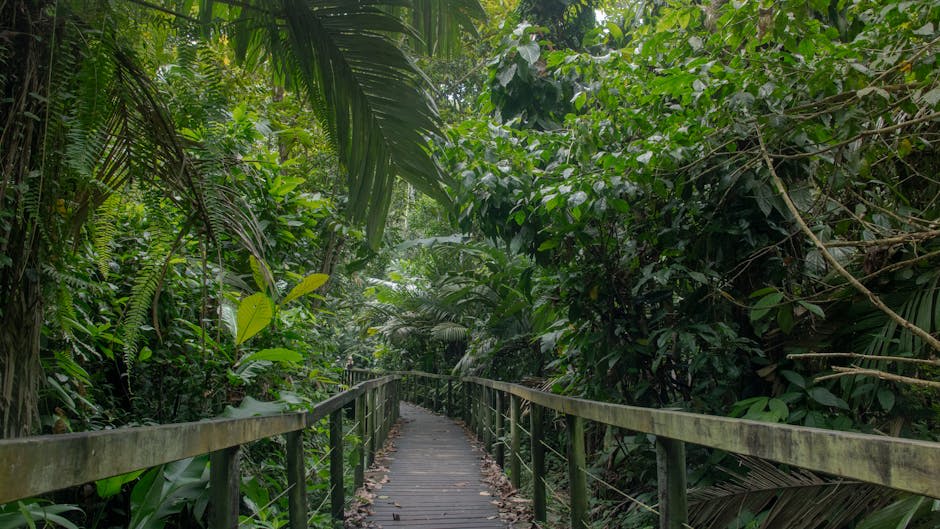 Misty cloud forest with hanging bridges through the canopy