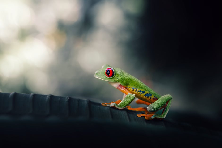 Red-eyed tree frog perched on a green leaf in the cloud forest