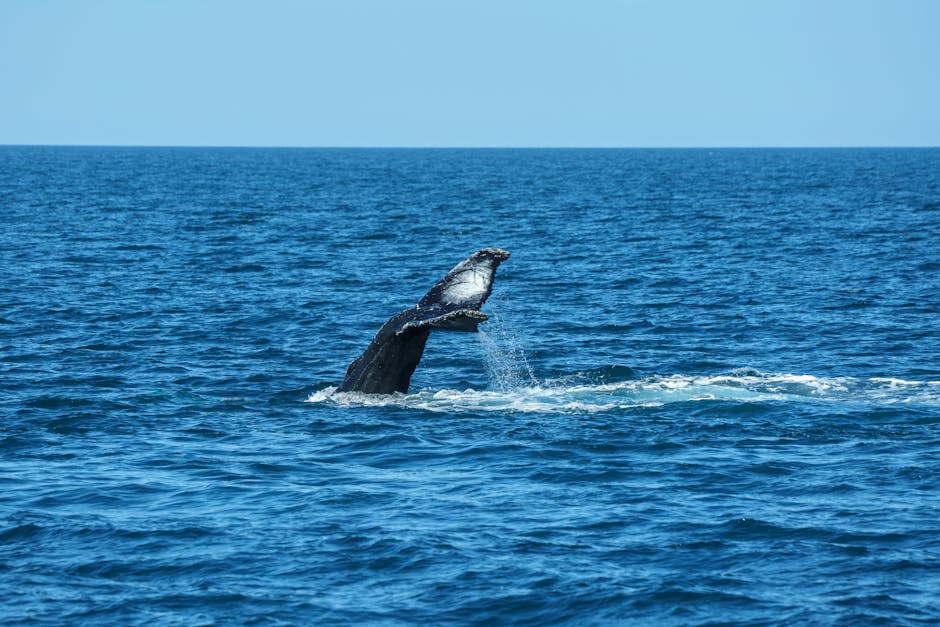 Humpback whale breaching dramatically in open ocean