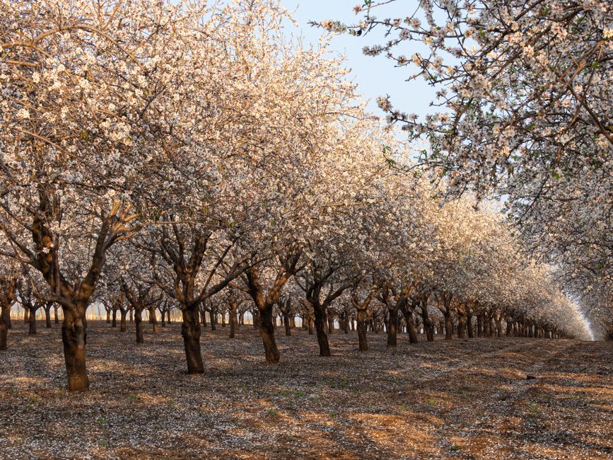 Huertos de almendros en plena floración blanca en las colinas sobre Datça a principios de primavera
